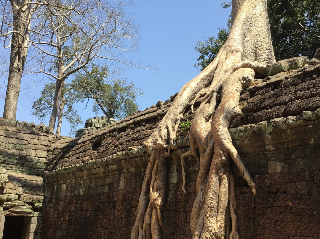 Ta Prohm Temple景点图片