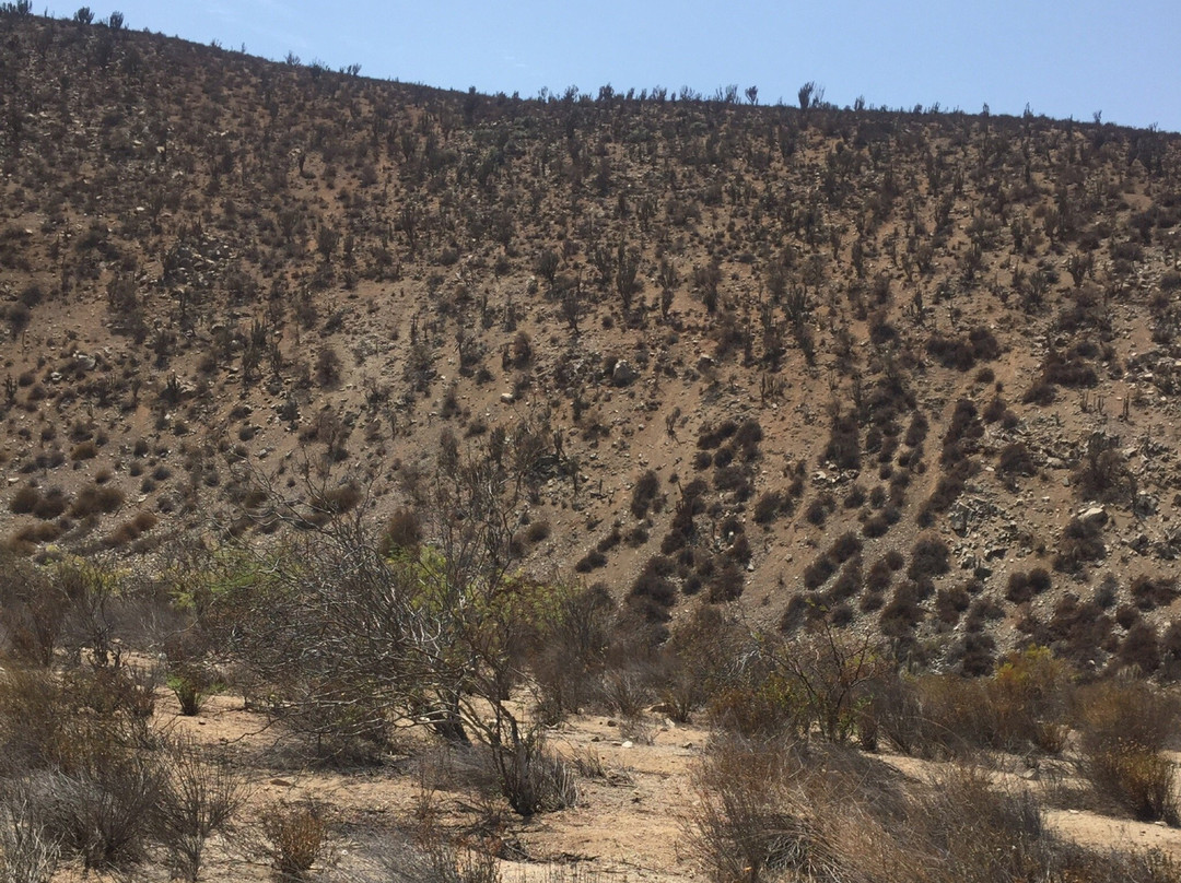Reserva Nacional Las Chinchillas-Illapel必去景点