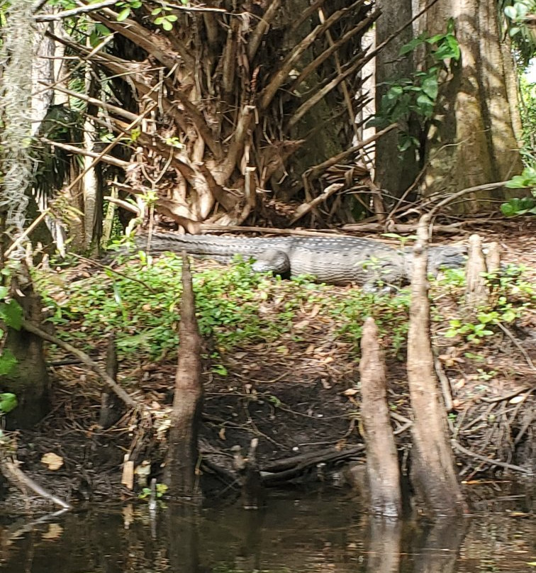 Loxahatchee River Battlefield Park-朱庇特必去景点