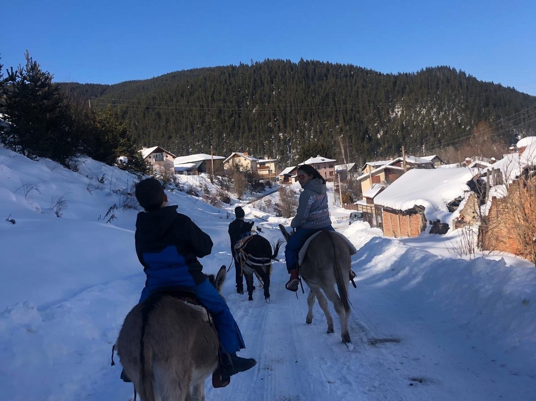 Happy Donkeys-Madzhare必去景点