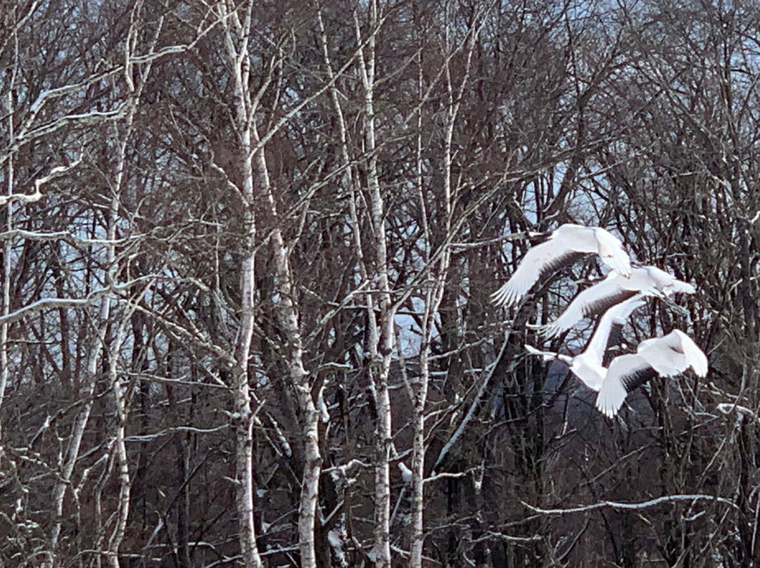 Tsurui Ito Red-crowned Crane Sanctuary-鹤居村必去景点