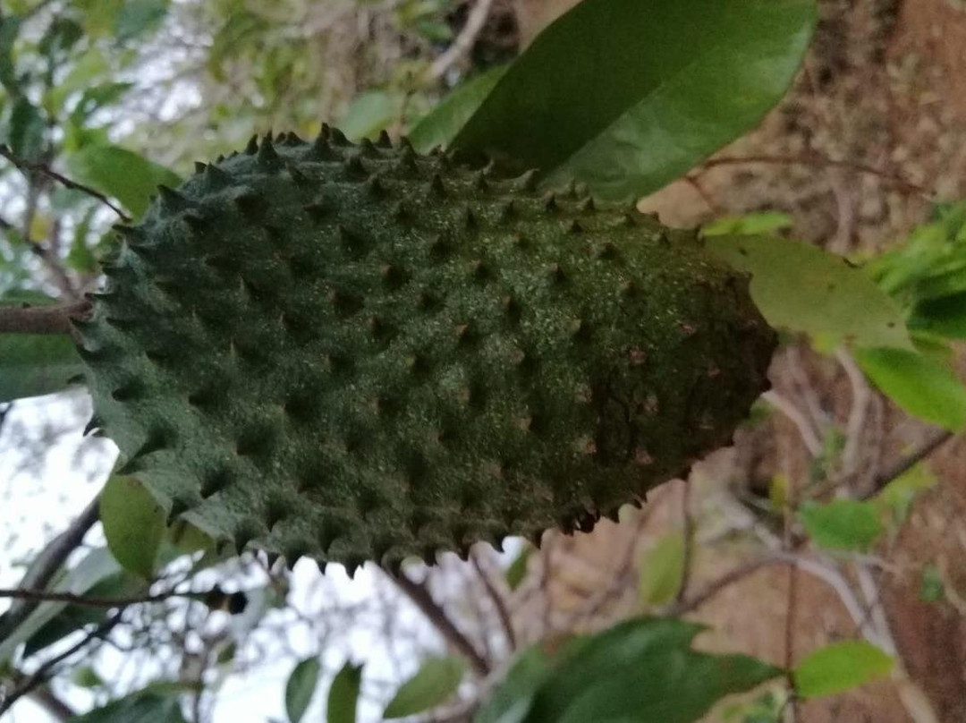 Nature walks in the Costa Rica Mountains景点图片
