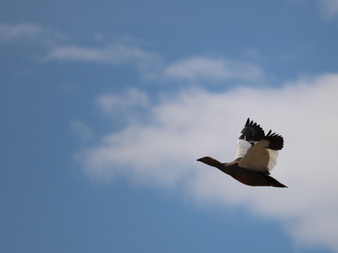 North Ponds Park-Webster必去景点