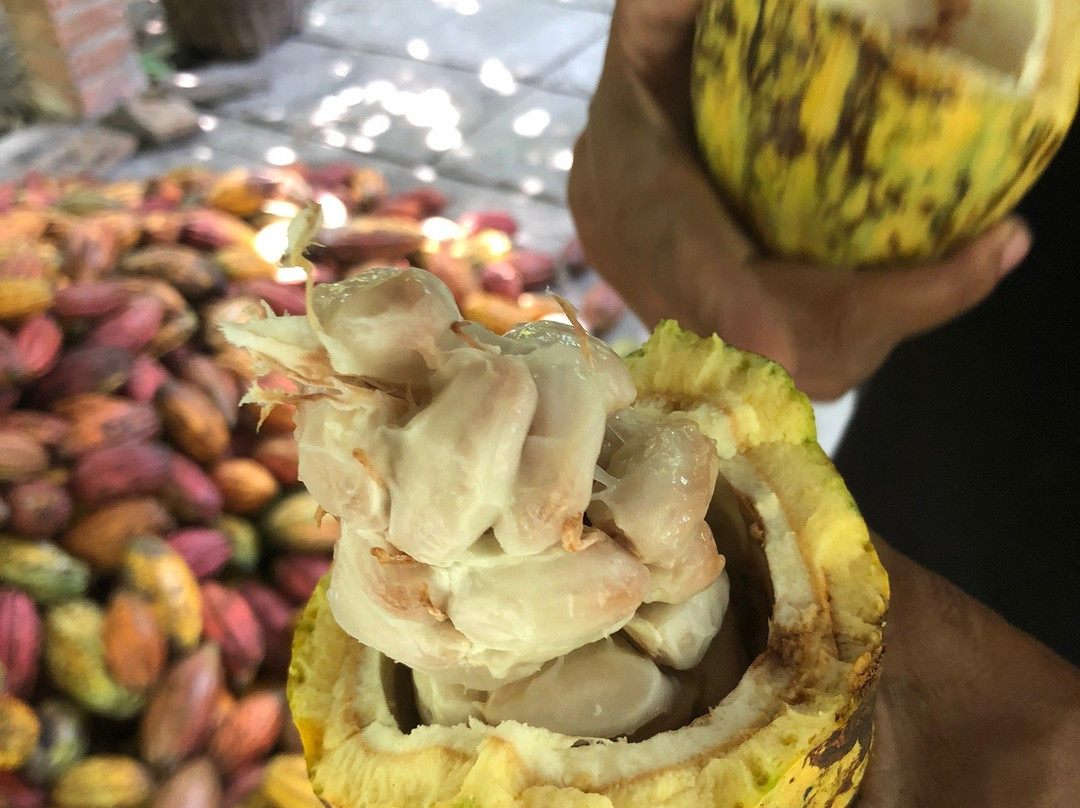 Muoi Cuong Cocoa Farm-芹苴必去景点