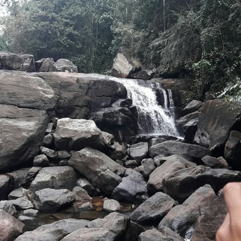 Kanneliya Rain Forest Reserve景点图片