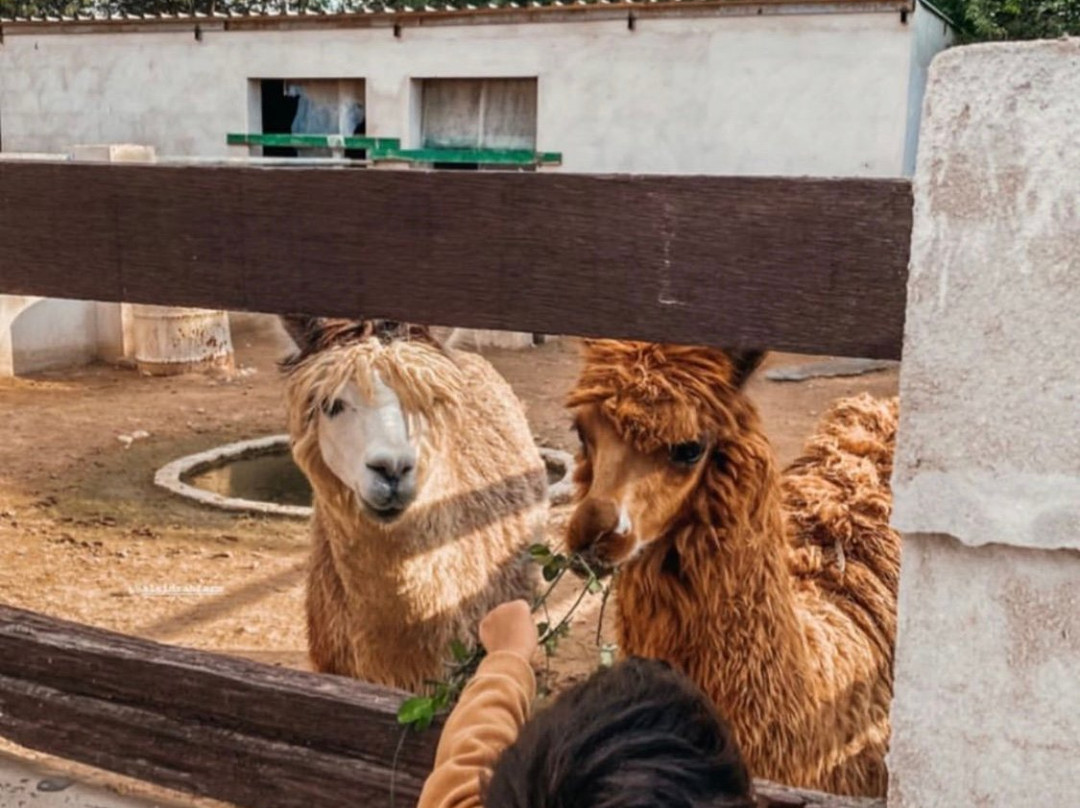 North Sedra Farm-Madinat Ash Shamal必去景点