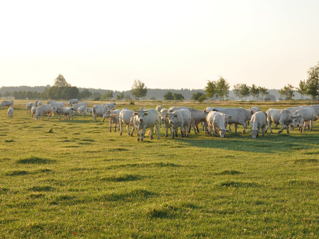 Penzion Dvorce主图