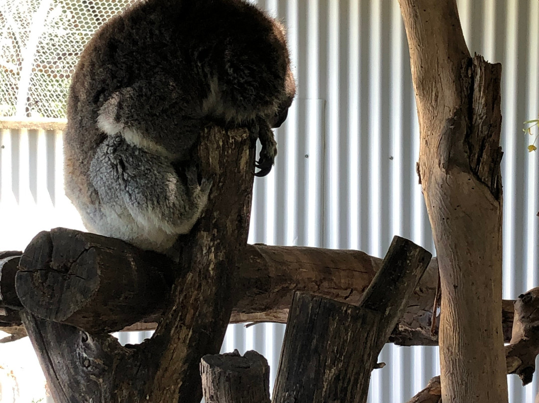 Wings Wildlife Park-Gunns Plains必去景点