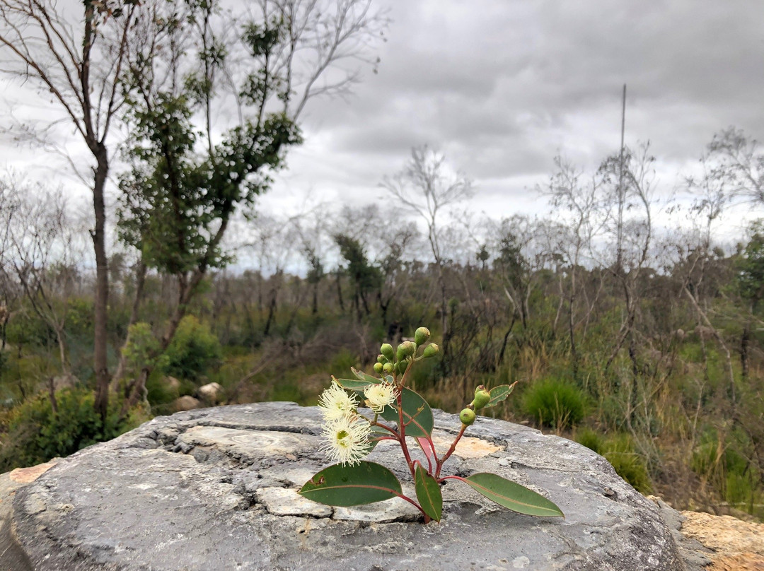 Mount Barker Hill Lookout-Mount Barker必去景点