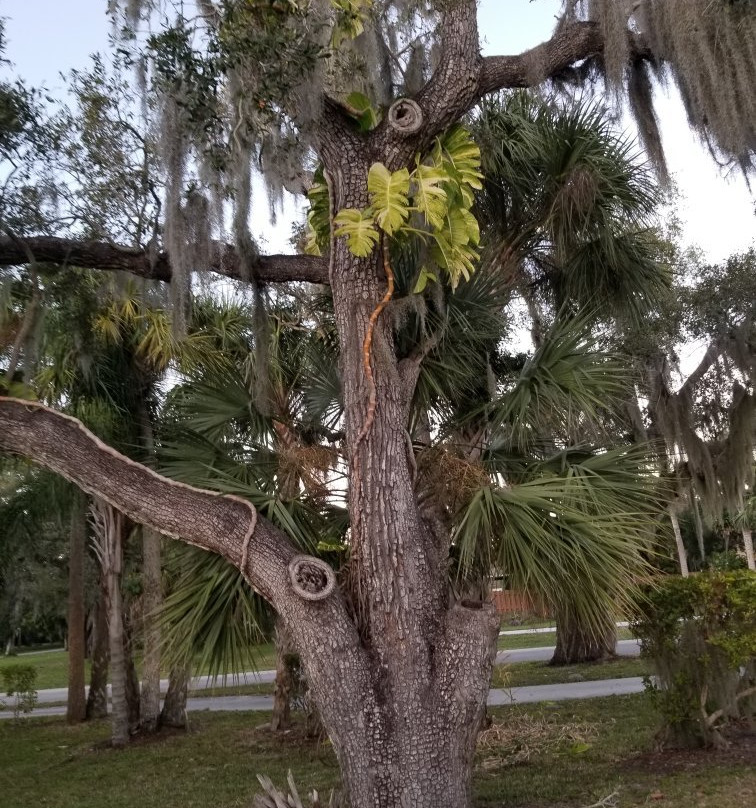 Bayshore Live Oak Park-夏洛特港必去景点