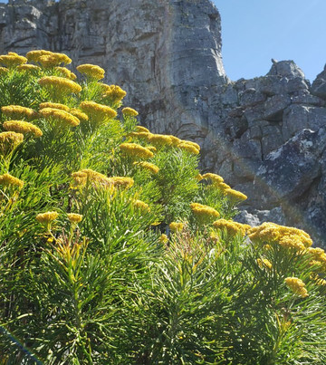 India Venster-开普敦中心区必去景点