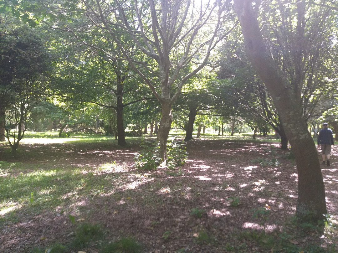 Bledisloe Park Walk景点图片