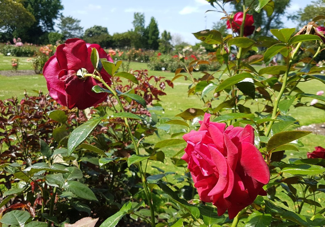 Dugald MacKenzie Rose Garden景点图片