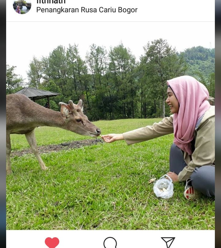 Penangkaran Rusa Cariu-茂物必去景点