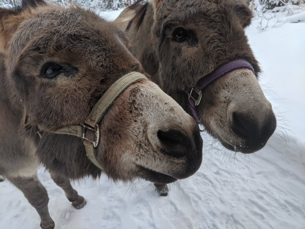 Moose River Farm景点图片