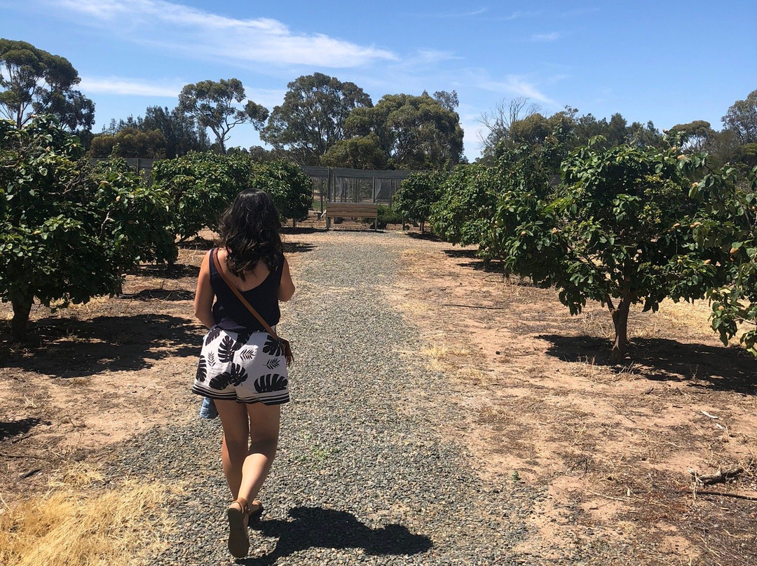 Maggie Beer's Farm Shop景点图片