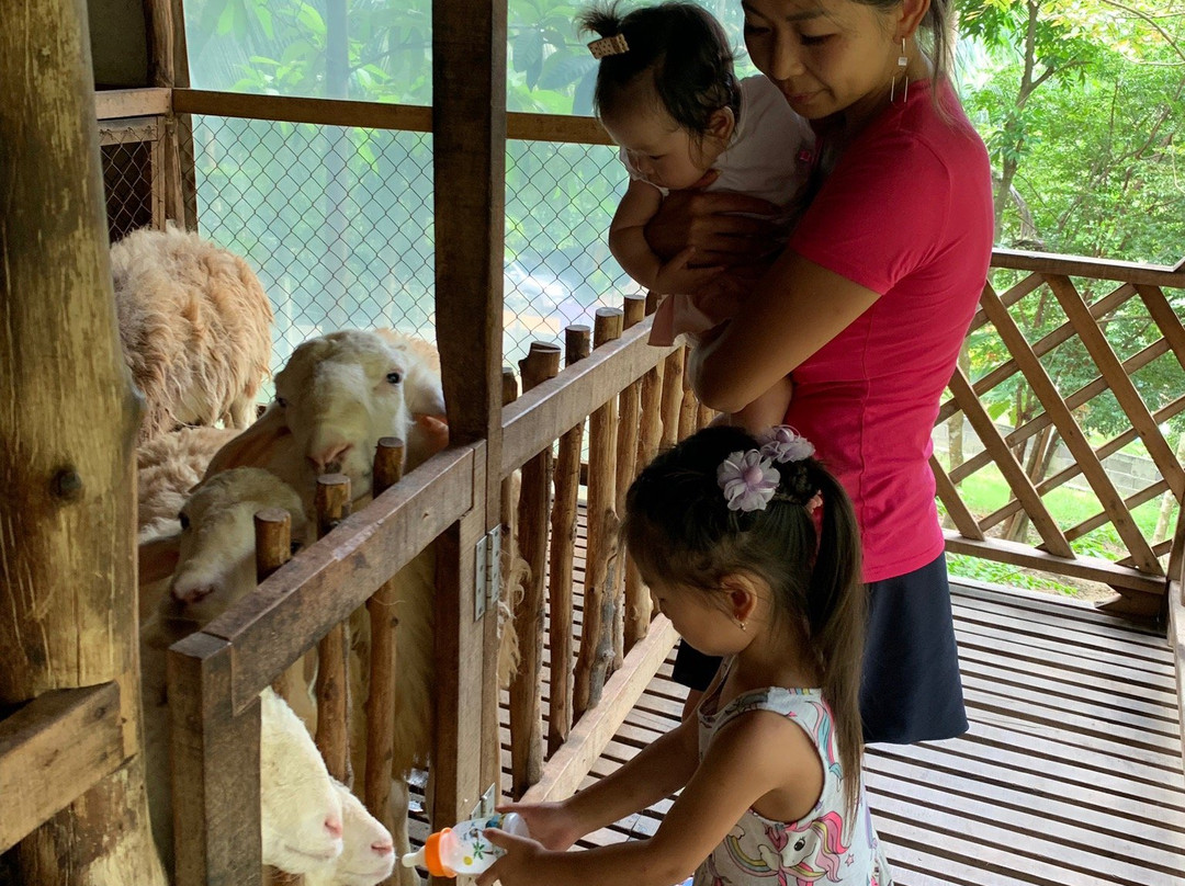 Purina Sheep Farm-帕岸岛必去景点