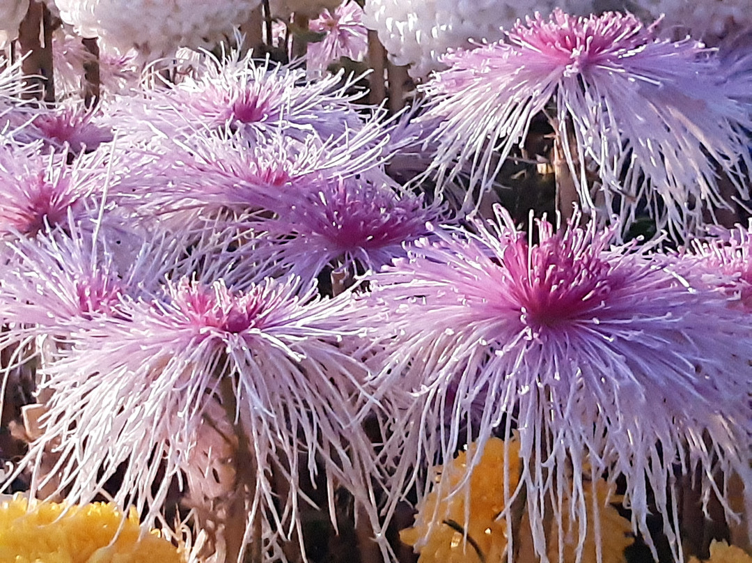Terraced Garden-昌迪加必去景点