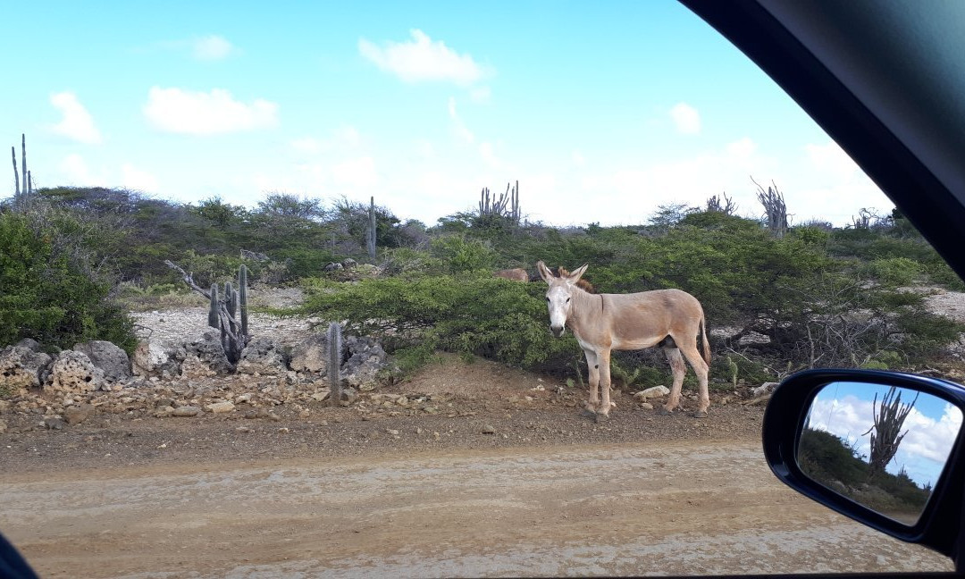 Donkey Sanctuary Bonaire景点图片