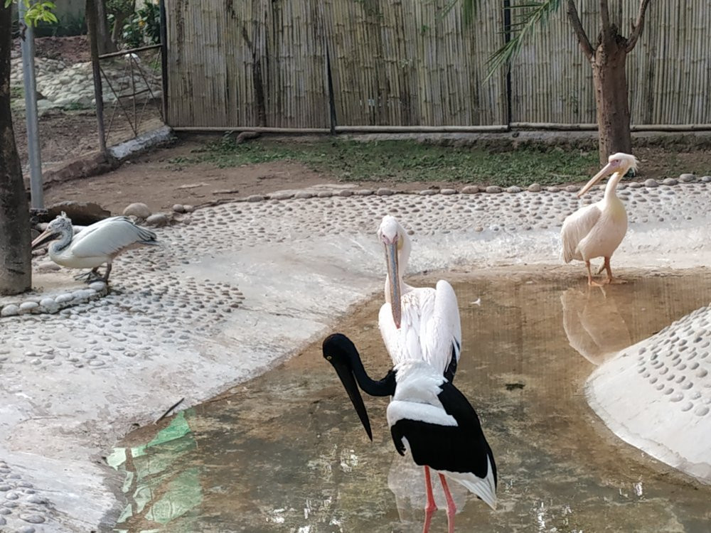 ChhattBir Zoo景点图片