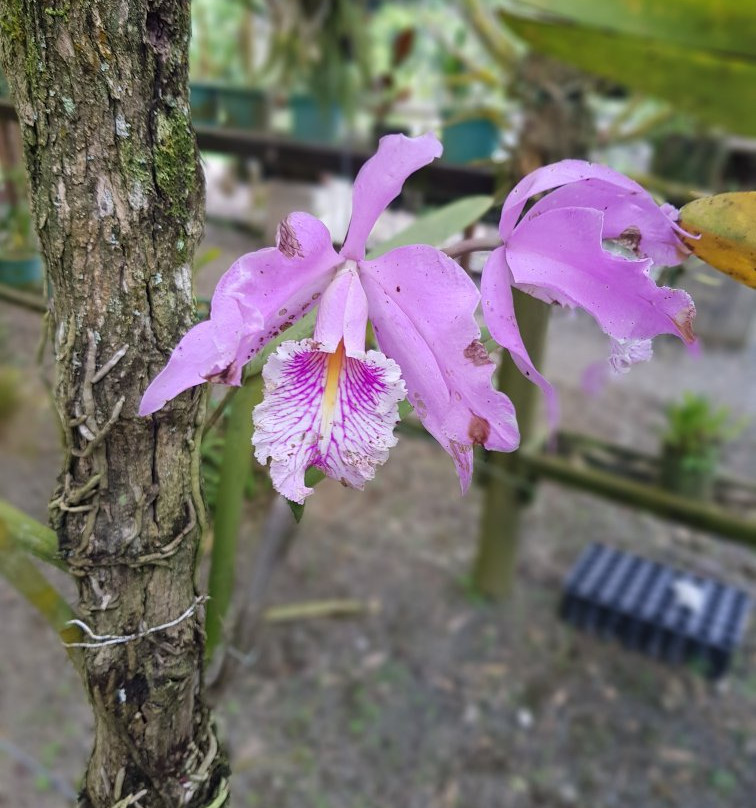 Universidad Tecnologica de Pereira-佩雷拉必去景点