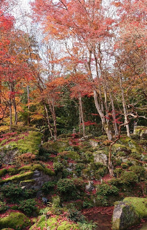 Kyorimbo Temple-近江八幡市必去景点
