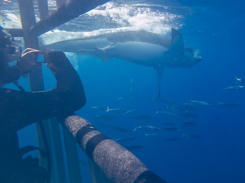 Islander Charters Inc-圣地亚哥必去景点