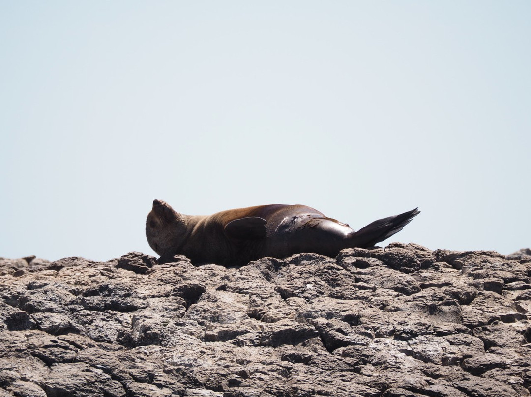 Stanley Seal Cruises景点图片