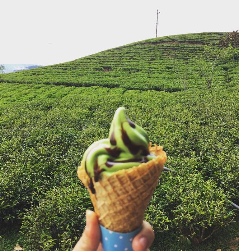 Cau Dat Tea Hill-大勒必去景点