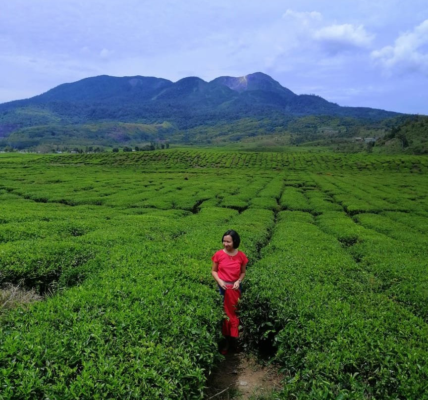 Alahan Panjang Tea Farm-Solok必去景点