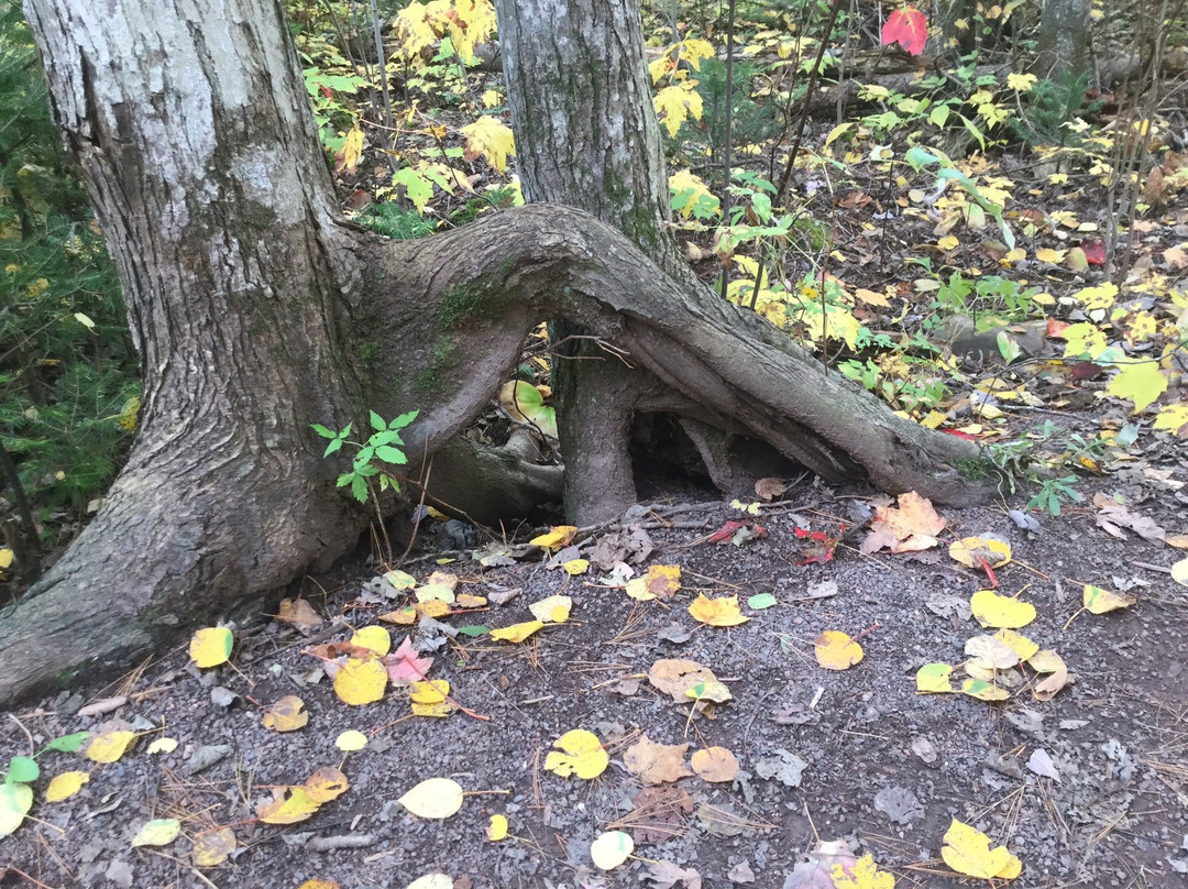 Irishtown Nature Park-蒙古顿必去景点