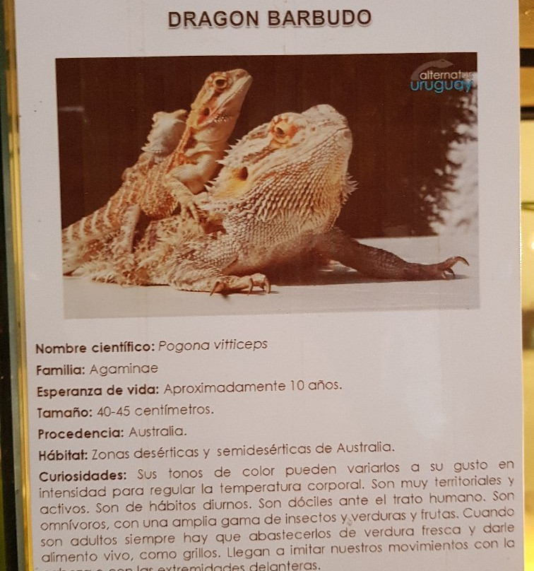 Alternatus Uruguay Criadero De Reptiles景点图片