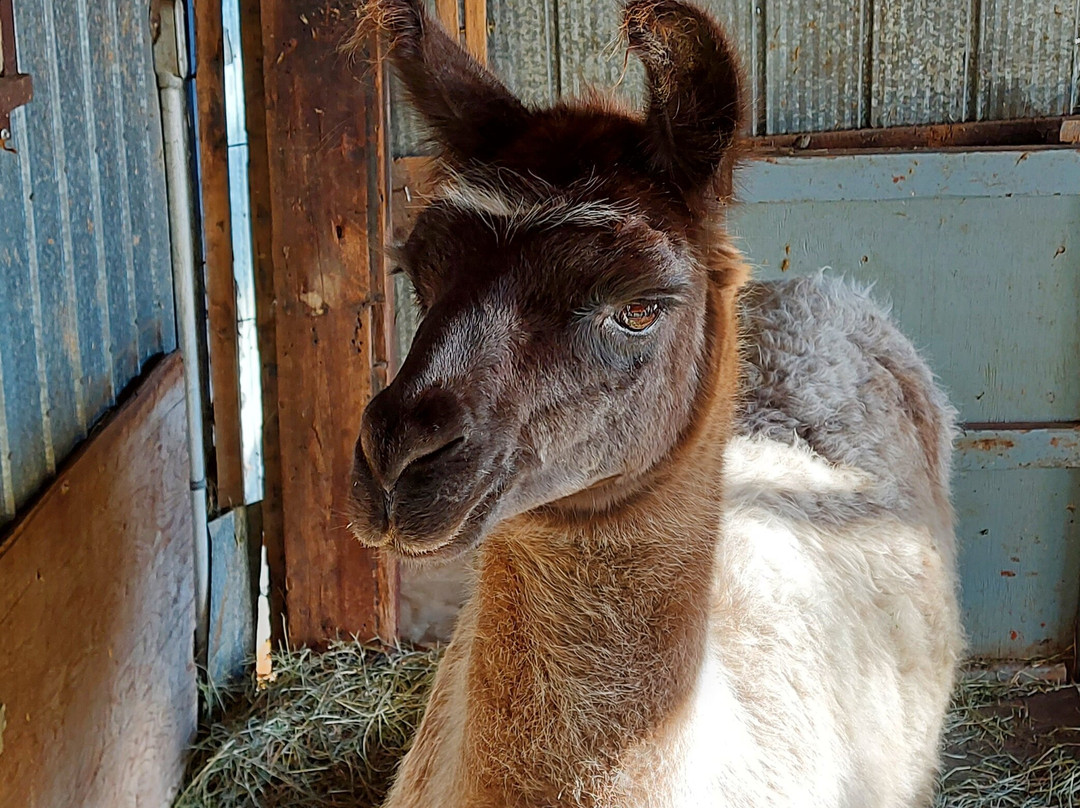 Les Alpagas De La Petite Côte