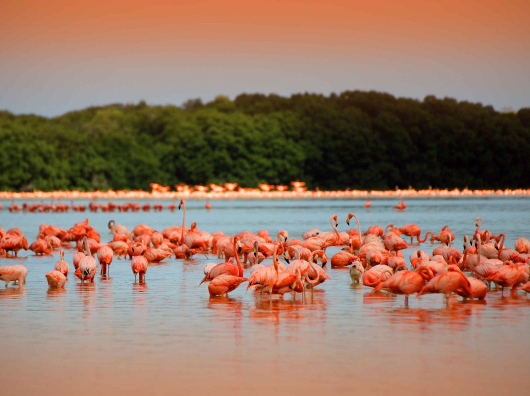 Playa Norte Celestún景点图片