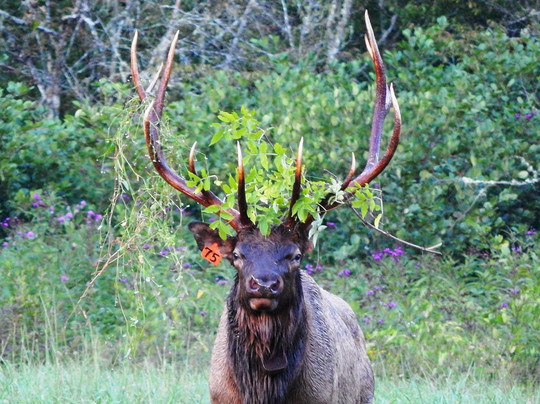 Cataloochee Valley Tours-韦恩斯维尔必去景点
