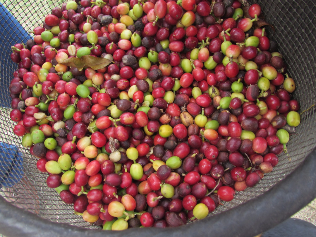 Fire Island Coffee-库克船长必去景点