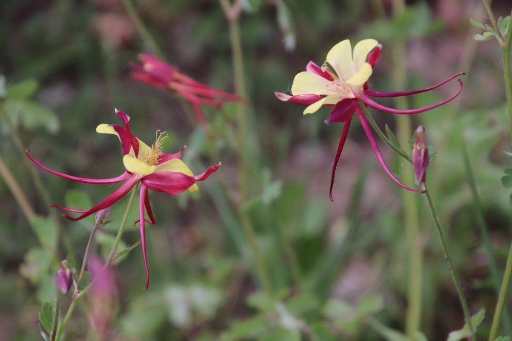 Big Horn County Historical Museum-Hardin必去景点