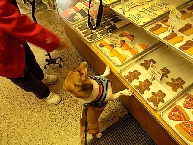 Door County Dog Store-斯特金贝必去景点