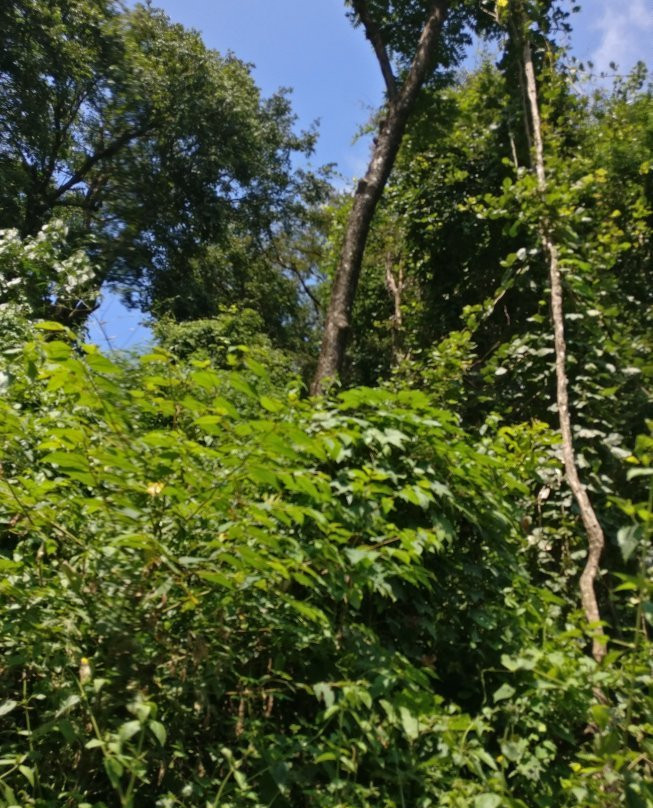 Silent Valley National Park-卡拉拉必去景点