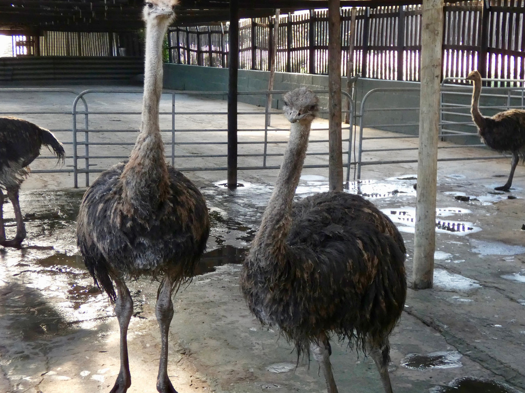 Cape Point Ostrich Farm-开普敦中心区必去景点