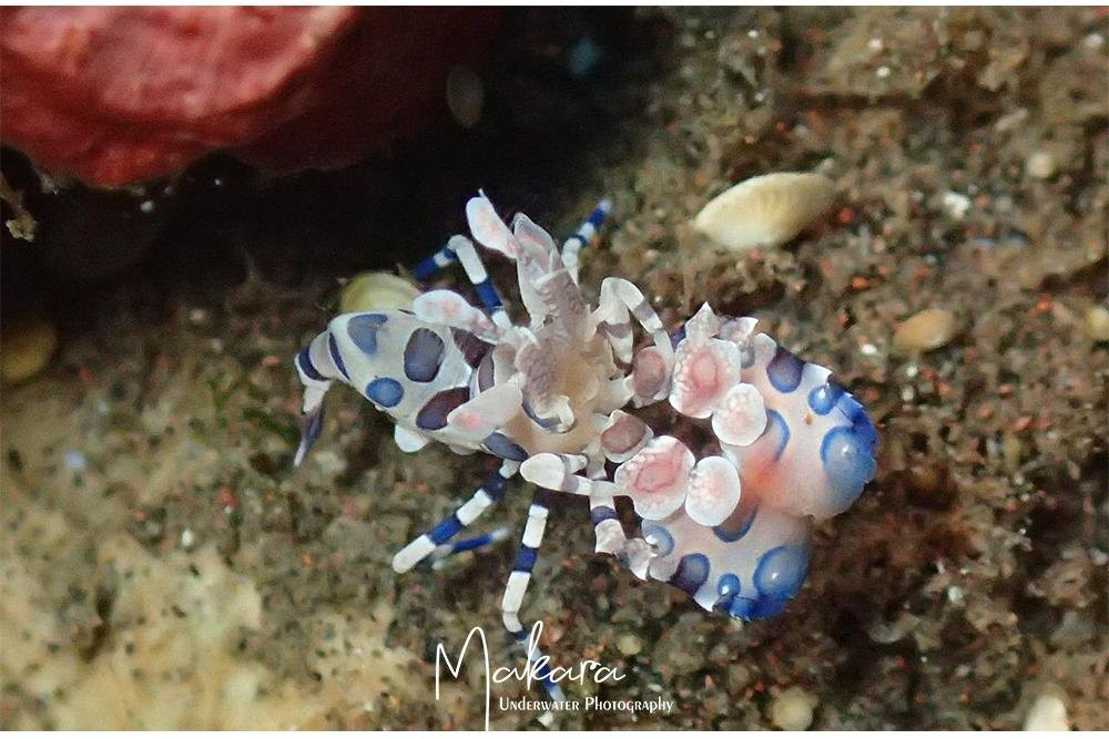 DIVING AND SNORKELING TULAMBEN MAKARA-图兰本必去景点