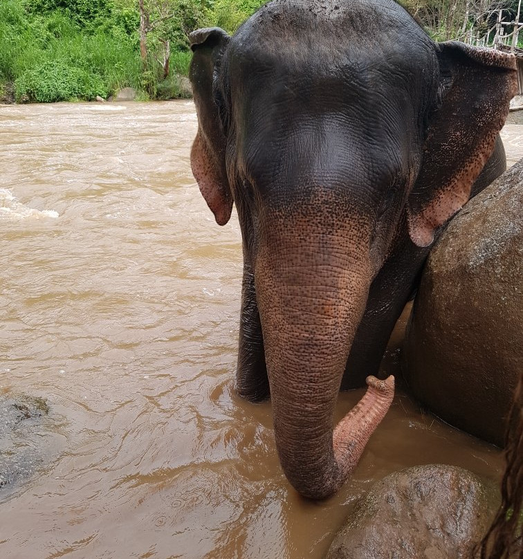 Elephant Sanctuary Adventure By Chiangmai Best Travel-Si Phum必去景点
