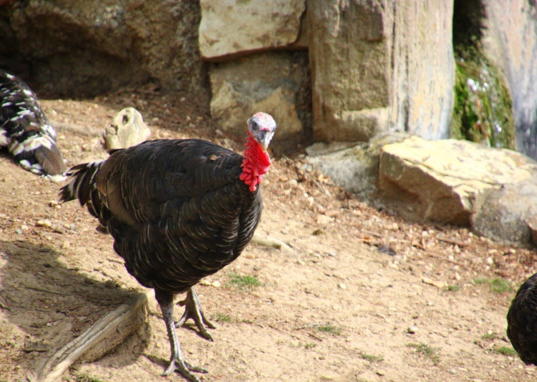 Erlebnisgastronomie Lochmuhle主图