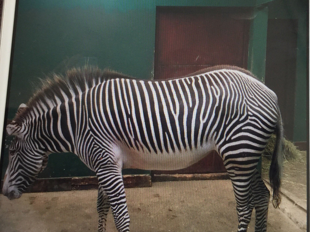 Whipsnade Zoo-邓斯特布尔必去景点