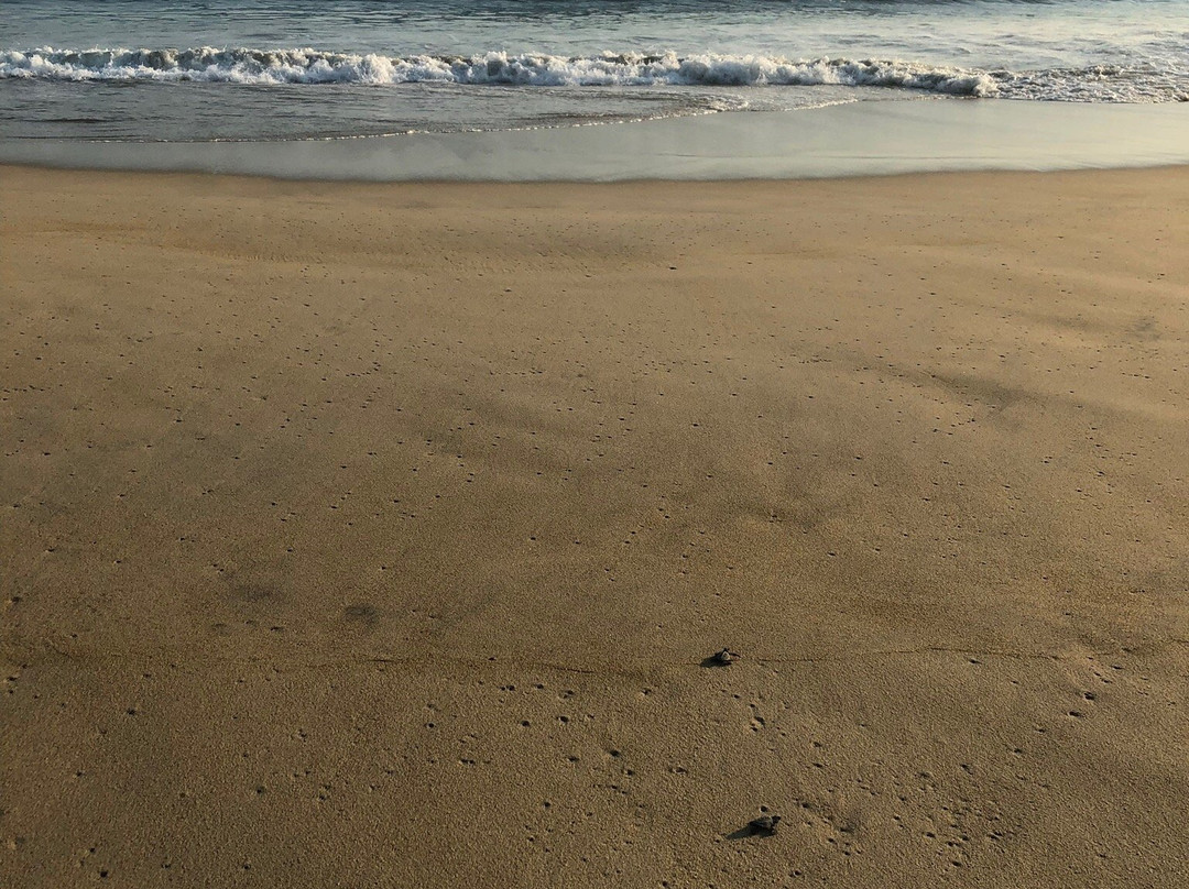 Campamento Tortuguero Palmarito-埃斯孔迪多港必去景点