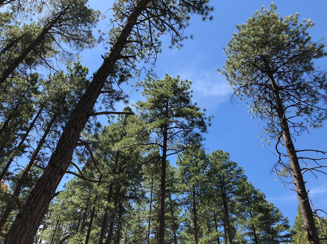 Prescott National Forest-普雷斯科特必去景点