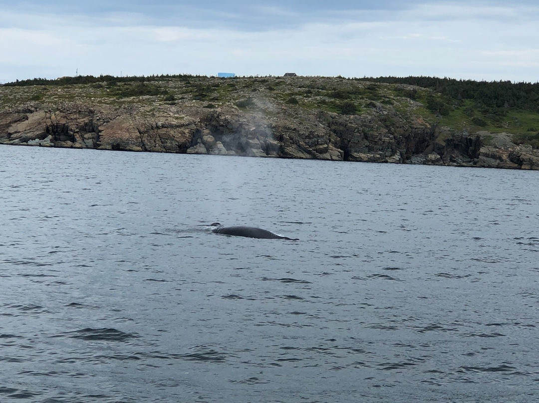 Bonavista Puffin & Whale Boat Tours景点图片