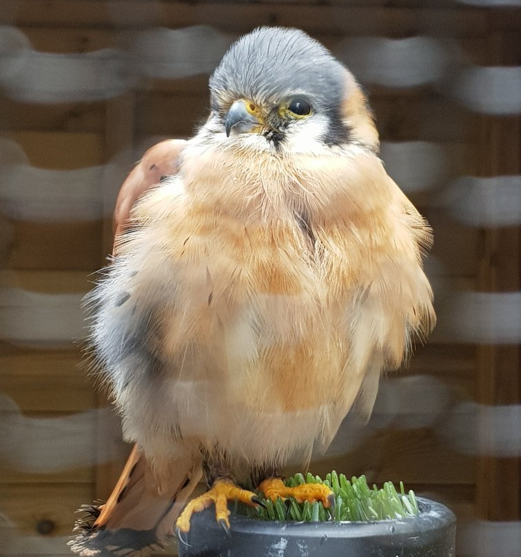 Gentleshaw Birds of Prey and Wildlife Centre景点图片
