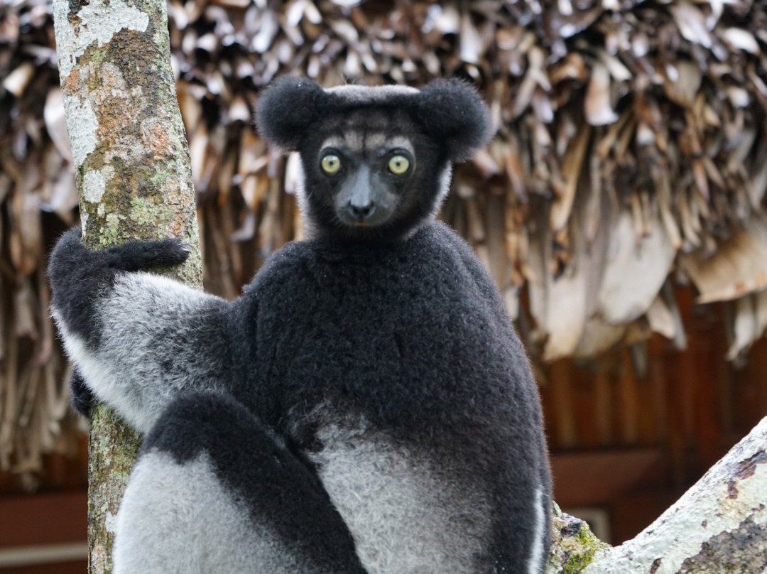 Dodi's Lemur Tours景点图片