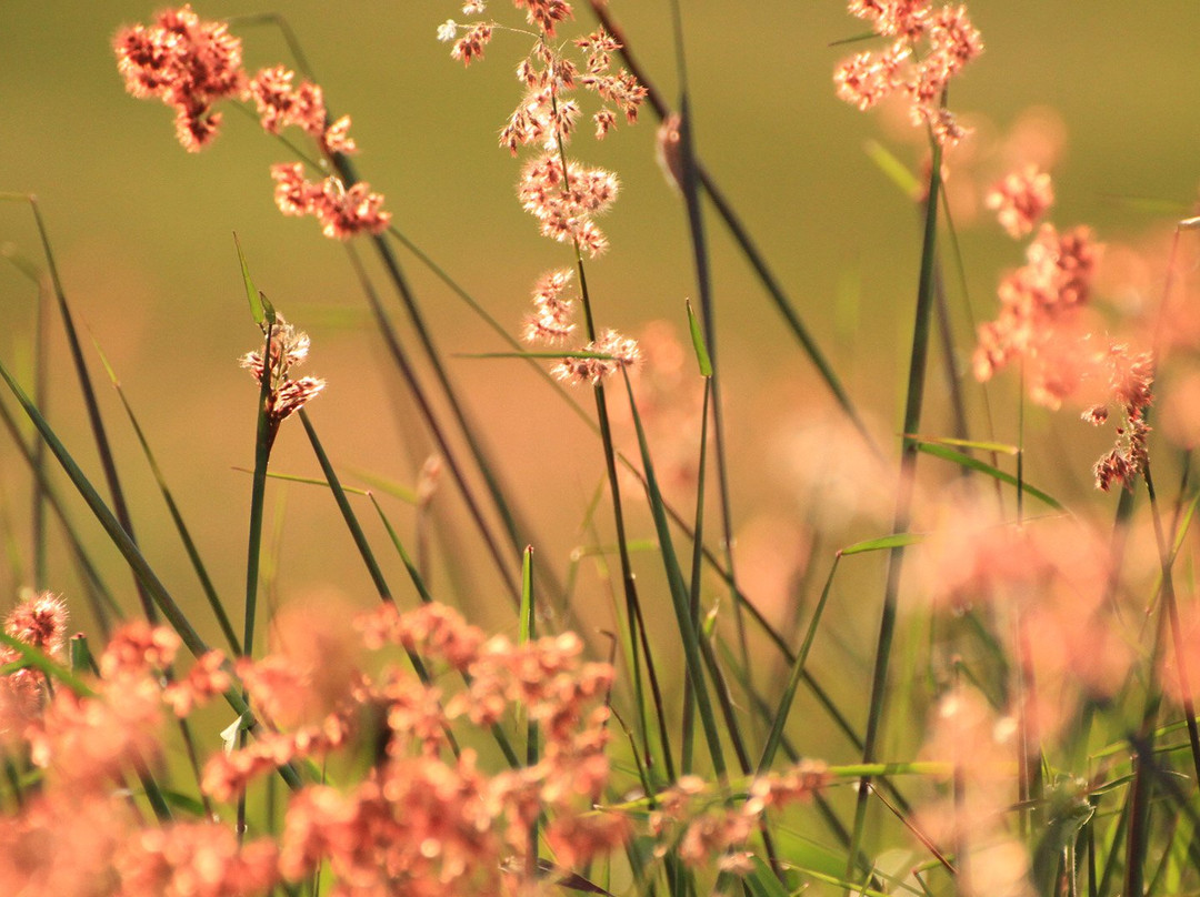 Niagara Hotel & Resorts Lake Toba主图